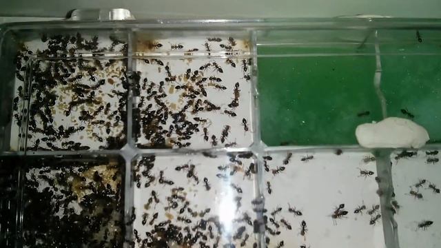 Crematogaster scutellaris Hybrid Setup (ACROBAT ANTS) смотреть онлайн