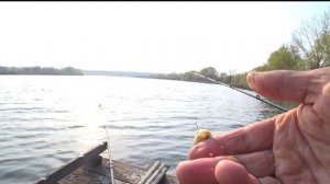 Как поймать карася на донку весной. Карась полюбил мою приманку.