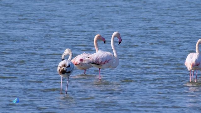 HOW TO...PINK FLAMINGOS with FUJI X-S10 & TAMRON 18-300 смотреть онлайн