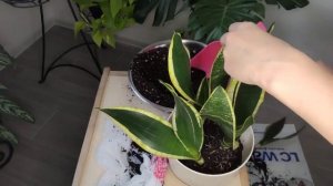 Сансевиерия Блэк Голд. Отделение и посадка деток. Размножение листом