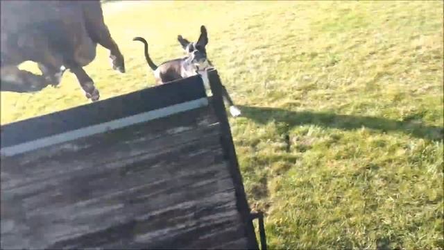 Boxer-Dog, jump training with pleasure смотреть онлайн
