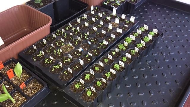 Рассада цветов 12 03 19 обзор. Как разместить 500 растений на балконе смотреть онлайн