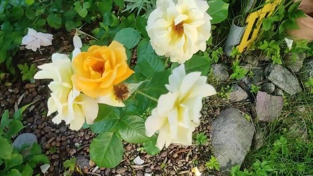 09.07.22.Дача..Розы обалденные цветут. а Пионы отцвели. смотреть онлайн