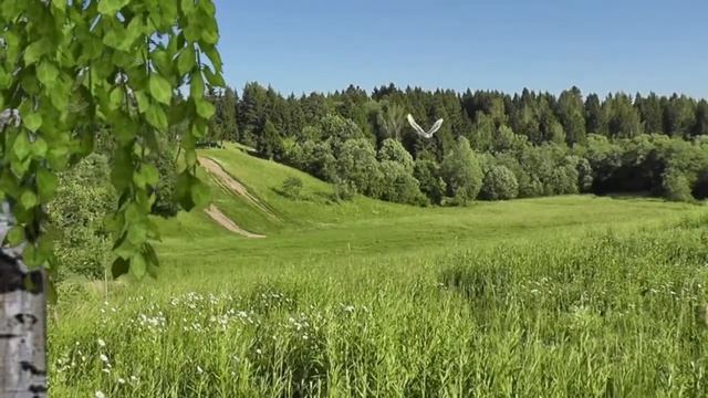 ПРИРОДА ЛЕС БЕРЕЗА смотреть онлайн