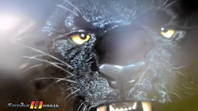 Черная пантера смотреть онлайн