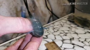 #АККР. Как отличить молодь самку от самца австралийского рака по половым признакам.