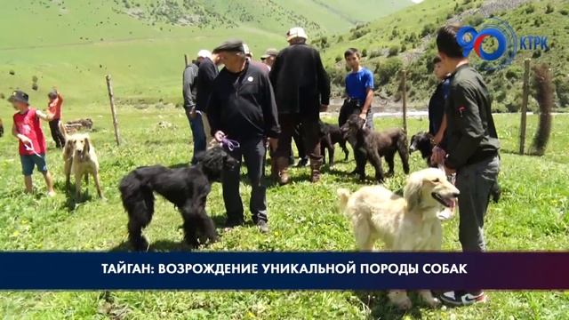 Тайган: возрождение уникальной породы собак смотреть онлайн
