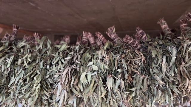 Свойства Эвкалипта Обработка древесины