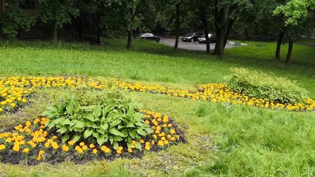 Клумбы Чертанова Центрального оформлены летними цветами смотреть онлайн