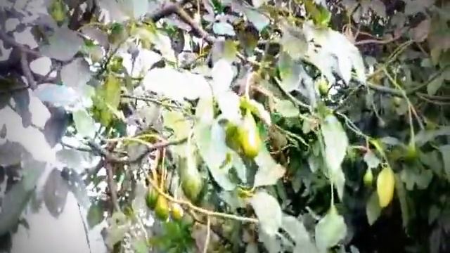 Как в Африке растет авокадо смотреть онлайн