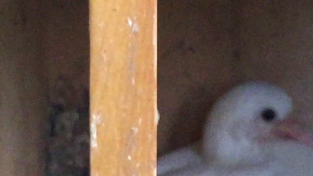 #Pigeon.Когда и как надо глистогонить голубей. смотреть онлайн