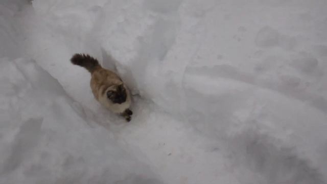 ОБЛИВАЮСЬ НА СНЕГУ ! ЗАКАЛИВАНИЕ ЗИМОЙ ХОЛОДНОЙ ВОДОЙ ! Drenching myself in the snow Hardening смотреть онлайн
