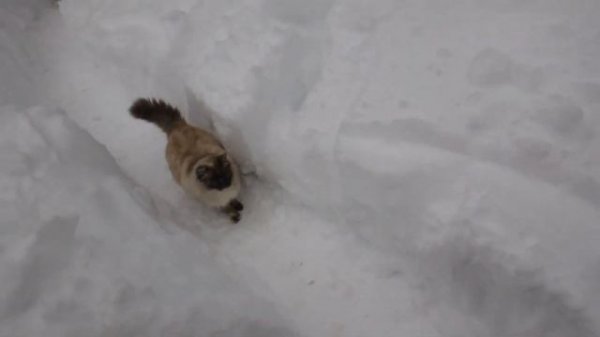 ОБЛИВАЮСЬ НА СНЕГУ ! ЗАКАЛИВАНИЕ ЗИМОЙ ХОЛОДНОЙ ВОДОЙ ! Drenching myself in the snow Hardening