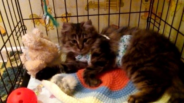 В снегу люди заметили мелькающие кошачьи лапки и хвост, счёт шёл на секунды смотреть онлайн