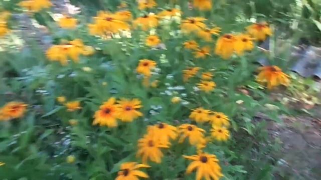 Событие в моей дачной жизни-зацвела Юкка.Обозрение цветущих растений. смотреть онлайн