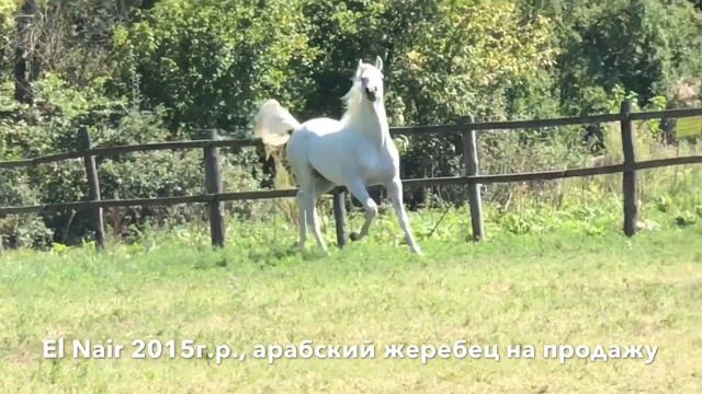 Жеребец-производитель на случку тел., WhatsApp +79883400208 (Эль-Наир 2015г.р.) смотреть онлайн