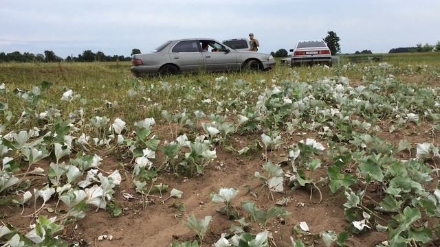 Ауди 100 кватро смотреть онлайн
