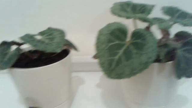 Цикламены из семян в домашних условиях смотреть онлайн