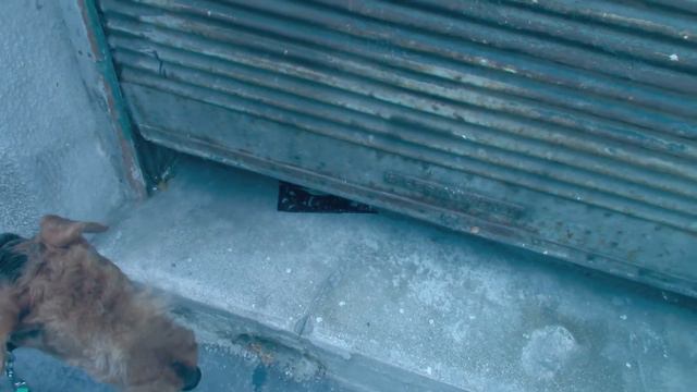 Вена, район Маргаретен, прогулка с эрдельтерьером Wien Margareten смотреть онлайн