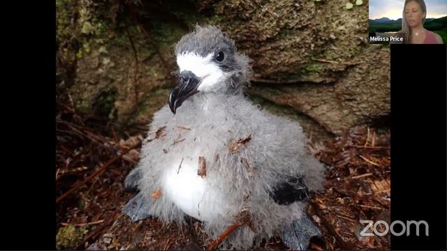 DOFAW Seabird Workshop Part I - (6/3/21) смотреть онлайн