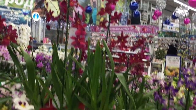 Завоз нереальных орхидей в Бауцентр. Шоу Орхидей начинается!) смотреть онлайн