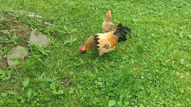 Лакеданзи на прогулке смотреть онлайн