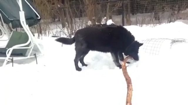 Кьянти черная немецкая овчарка в дар смотреть онлайн