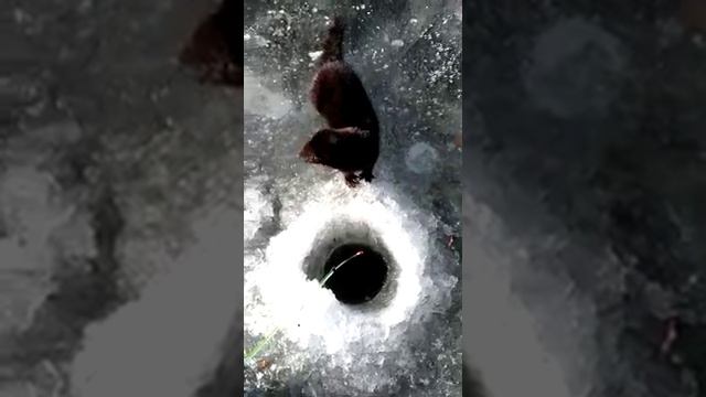 К астраханскому рыбаку на подмогу пришла норка смотреть онлайн