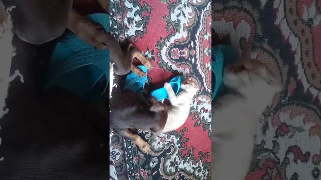 Боевой котик Персик и Доберман Дикси смотреть онлайн