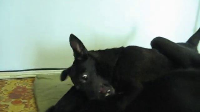 Размер - ничто, кураж - всё. зовут Багирой смотреть онлайн