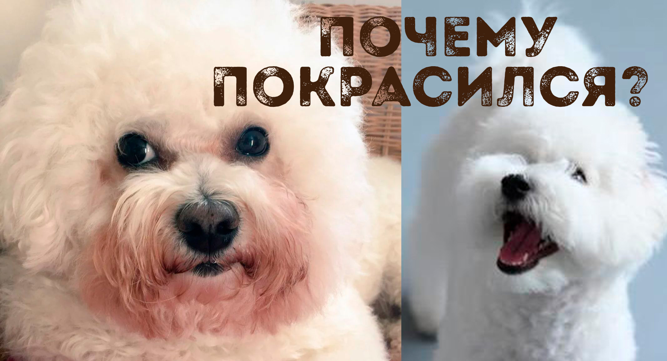 Проблема отдельных бишонов. Почему у бишон фризе текут глаза, причины и следствие. Часть 1. смотреть онлайн
