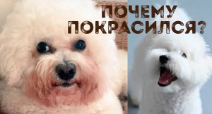 Проблема отдельных бишонов. Почему у бишон фризе текут глаза, причины и следствие. Часть 1.