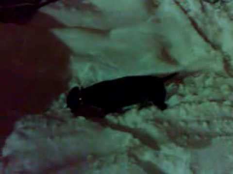 Такса - снегокоп смотреть онлайн