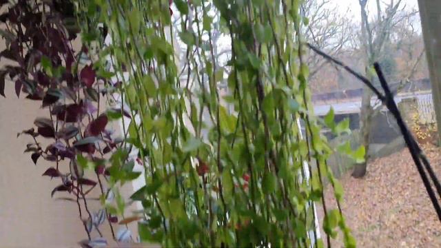 हैंगिंग प्लान्टस को ठंड में कैसे बचायें My most beautiful plant Turtle vine смотреть онлайн