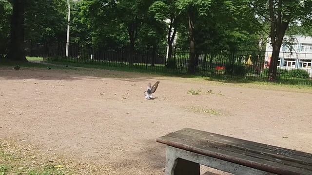 Голуби поебались смотреть онлайн