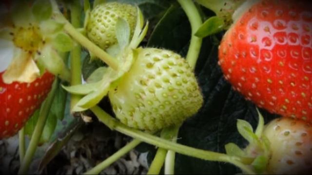Клубника сорта мара де буа декоративная ягода гибрид для употребления в свежем виде смотреть онлайн