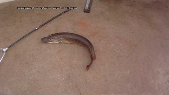 Первый трофей