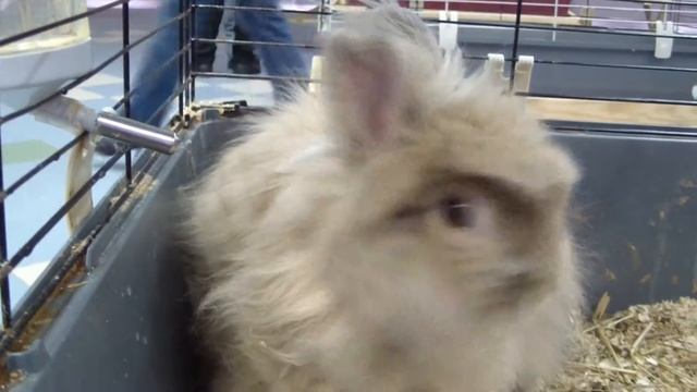 Декоративный торчеухий кролик смотреть онлайн