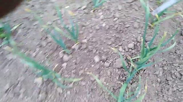 Опрыскиваю чеснок по листу. смотреть онлайн