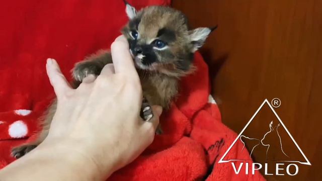 Caracal Male (2) from VIPLEO® смотреть онлайн