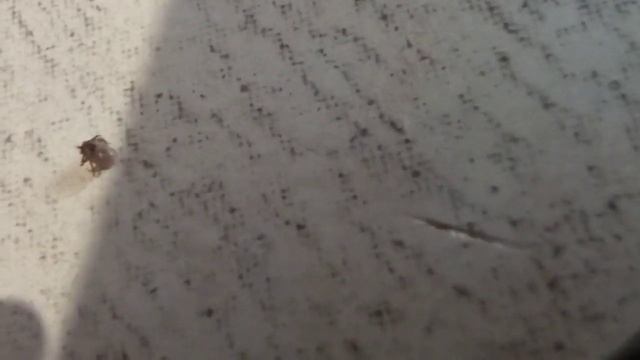 ❤️ Как вытащить клеща. смотреть онлайн