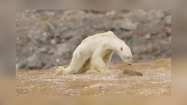 2 ЧАСТЬ РАЗБОРА АЙСБЕРГА ПО МЕМУ 2026 ГОДА / БЕЛЫЙ МЕДВЕДЬ смотреть онлайн