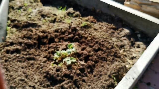 Весенняя подкормка и обработка клубники для хорошего урожая. смотреть онлайн