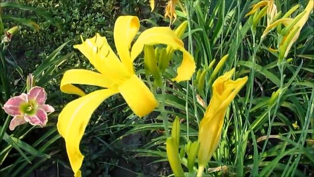 Мирикл лилейник спайдер смотреть онлайн