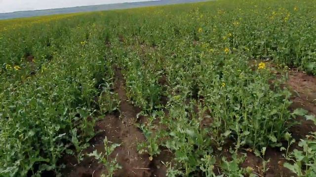 Рапс,цветение.Норма высева 1млн/га и 600тыс.,сравниваем.Без фунгицидов.29.04.21