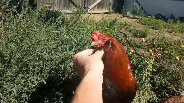 Цыпленок Араукана стал взрослым красивым петушком. смотреть онлайн