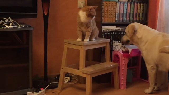 Лабрадор Дана и кот Вася смотреть онлайн
