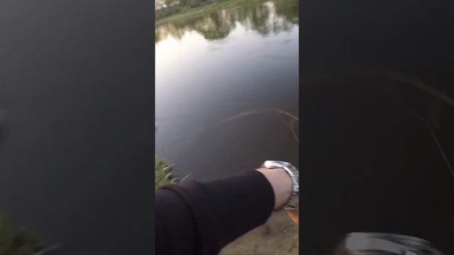 ЖЕРЕХ ВЫБИЛ СПИННИНГ ИЗ РУК!!! ОТЛИЧНАЯ ПОКЛЕВКА рыбы на перекате реки! смотреть онлайн