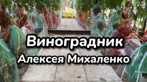 Обзор виноградника Алексея Михаленко. Трудности и результаты.