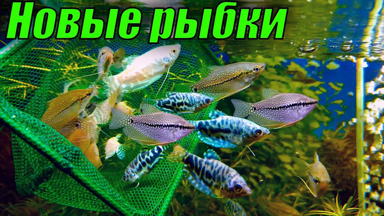 Новинки с птичьего рынка Садовод! [Новые рыбки и растения] смотреть онлайн